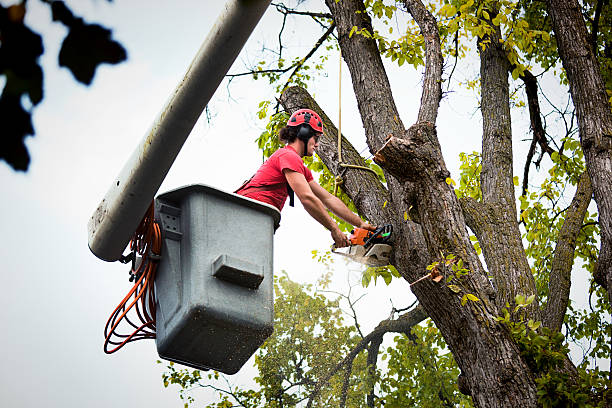 Best Tree Risk Assessment  in Flourtown, PA